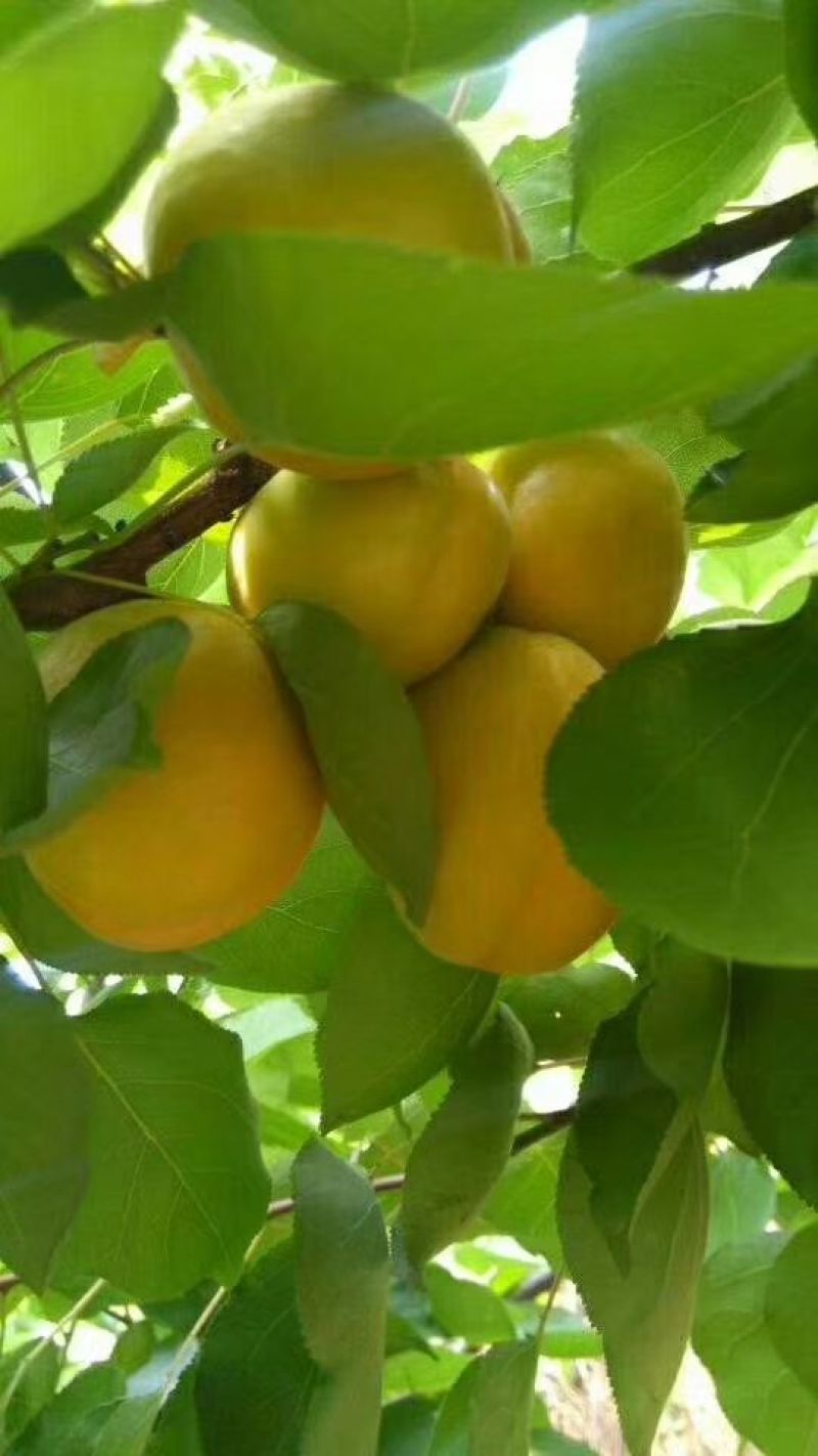 金太阳杏