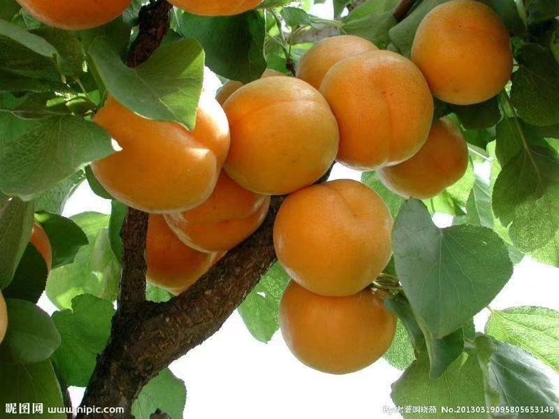 金太阳杏