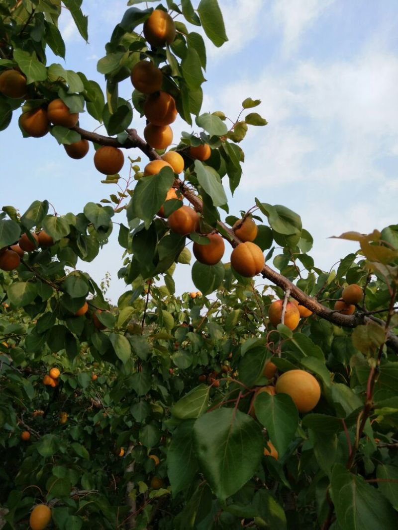 销售金太阳杏