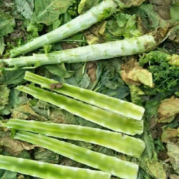 产地直发精品青皮青肉莴笋，保质保量完成发货求购采购商联系