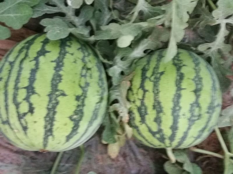 8424西瓜8斤打底9成熟1茬