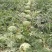 8424西瓜8斤打底9成熟1茬
