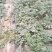 8424西瓜8斤打底9成熟1茬