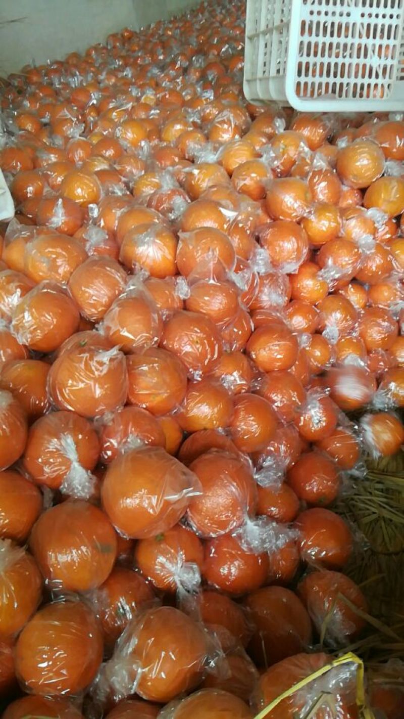 崀山脐橙7904脐橙新宁优质脐橙基地