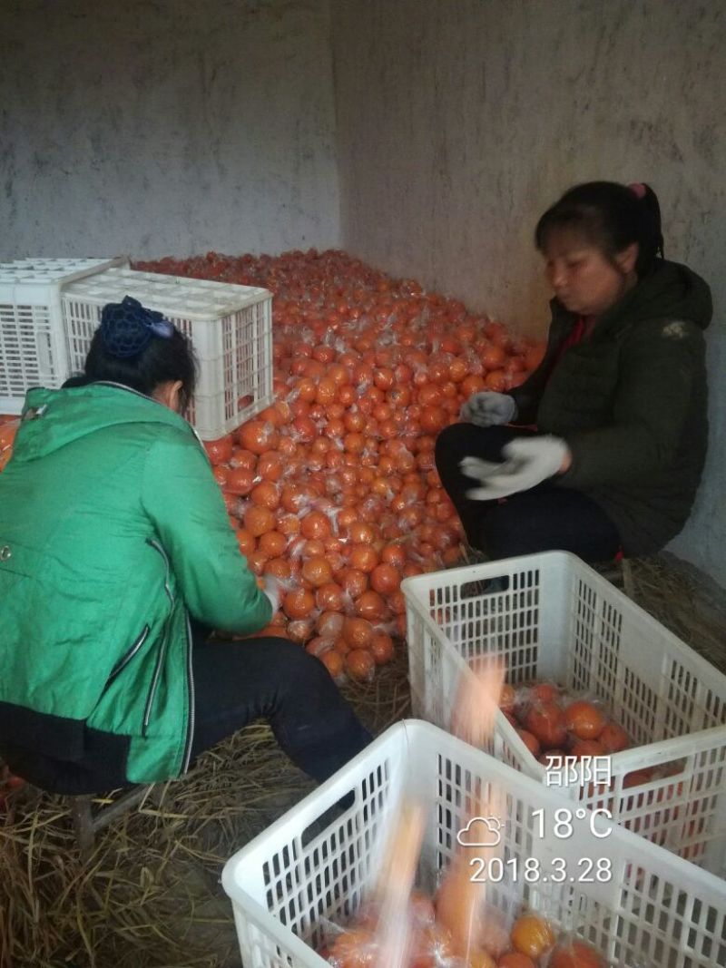 崀山脐橙7904脐橙新宁优质脐橙基地