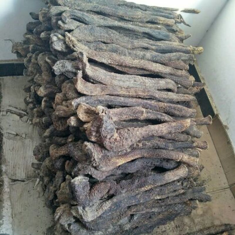 【产地发货】内蒙古阿拉善野生肉苁蓉油苁蓉一斤包邮整根切片
