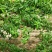 小油蟠油桃