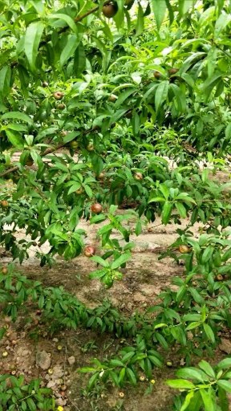 小油蟠油桃