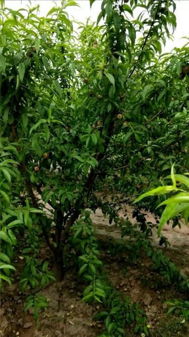 小油蟠油桃