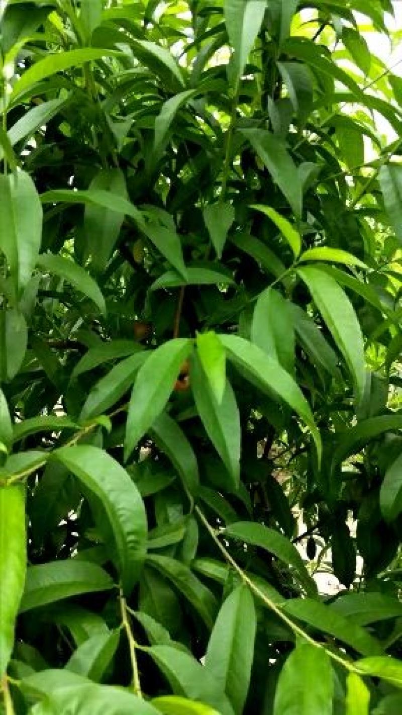 小油蟠油桃