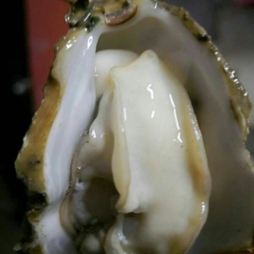 北海一斤5-6个的小蚝
