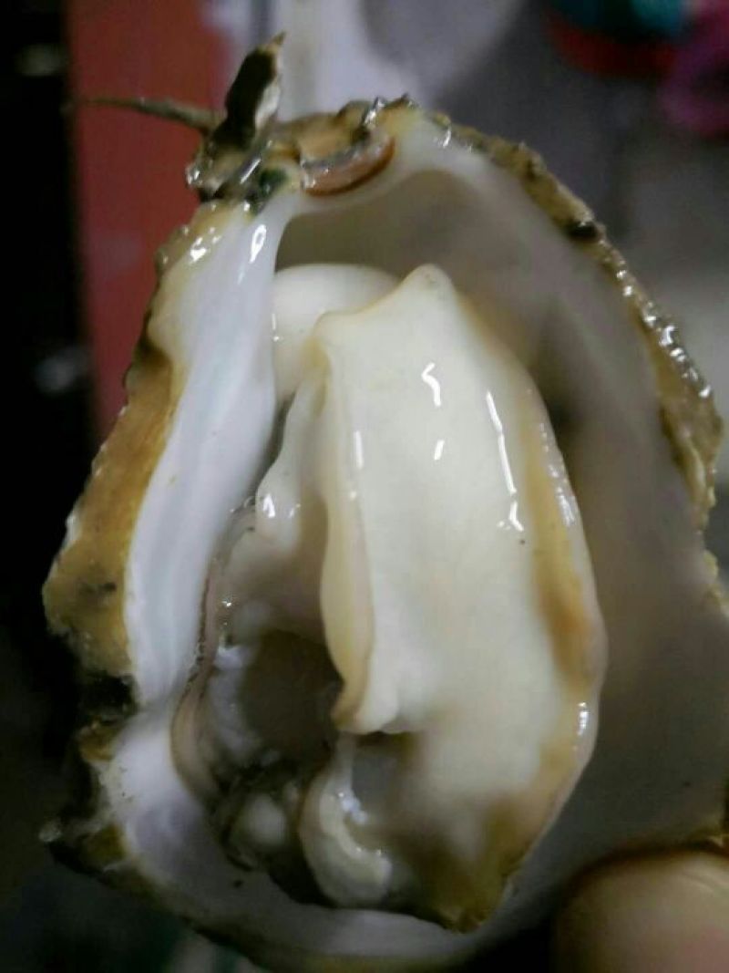 北海一斤5-6个的小蚝