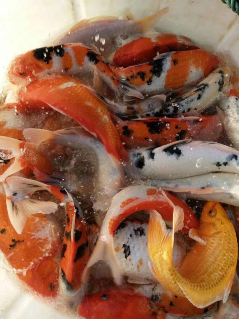 锦鲤鱼
