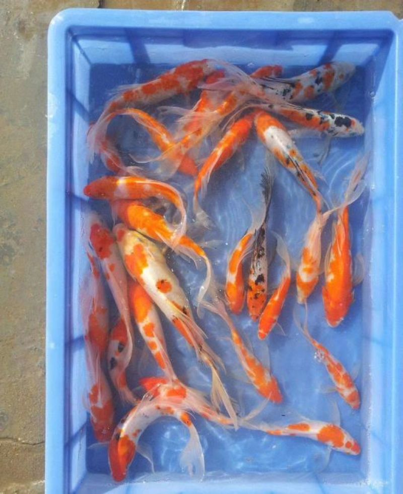锦鲤鱼