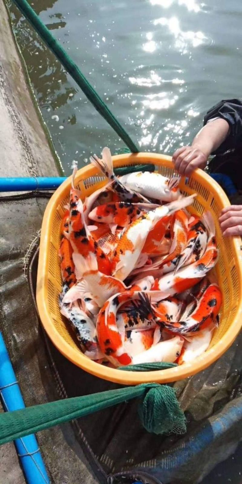 锦鲤鱼