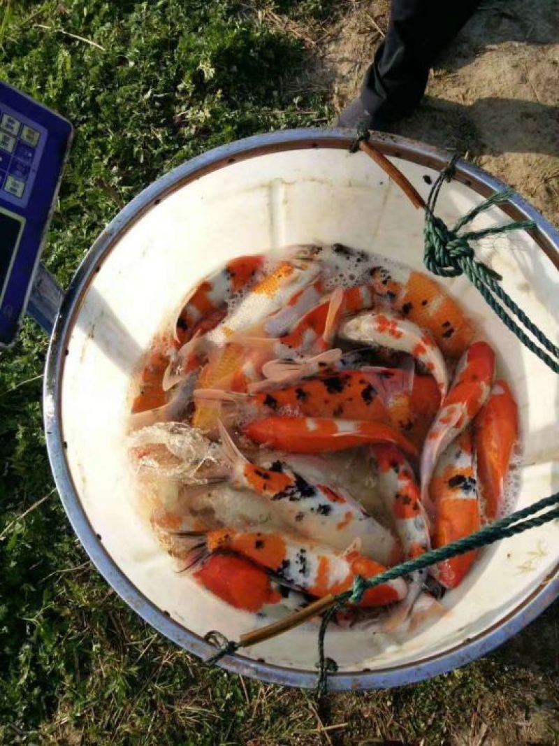 锦鲤鱼