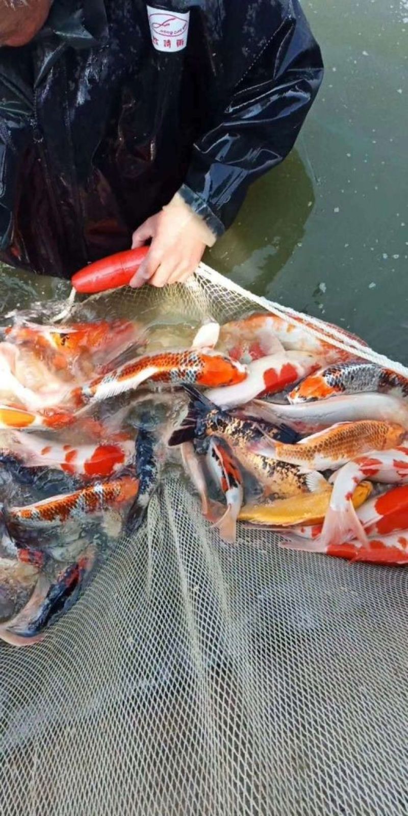 锦鲤鱼
