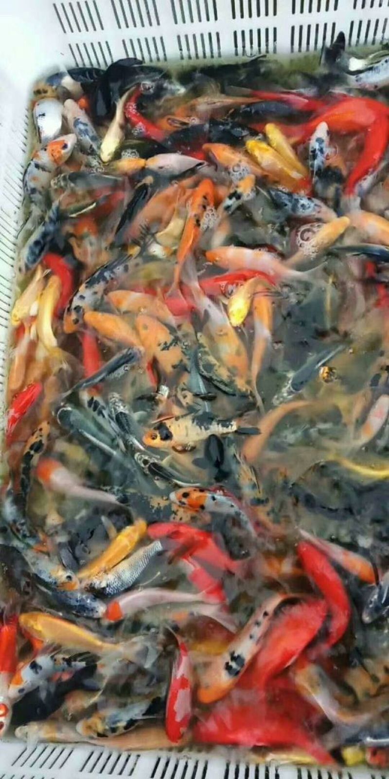锦鲤鱼