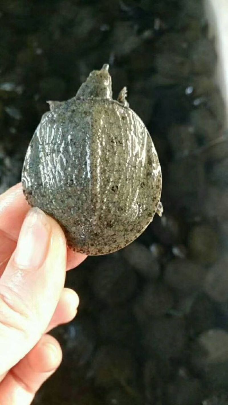 生态甲鱼苗