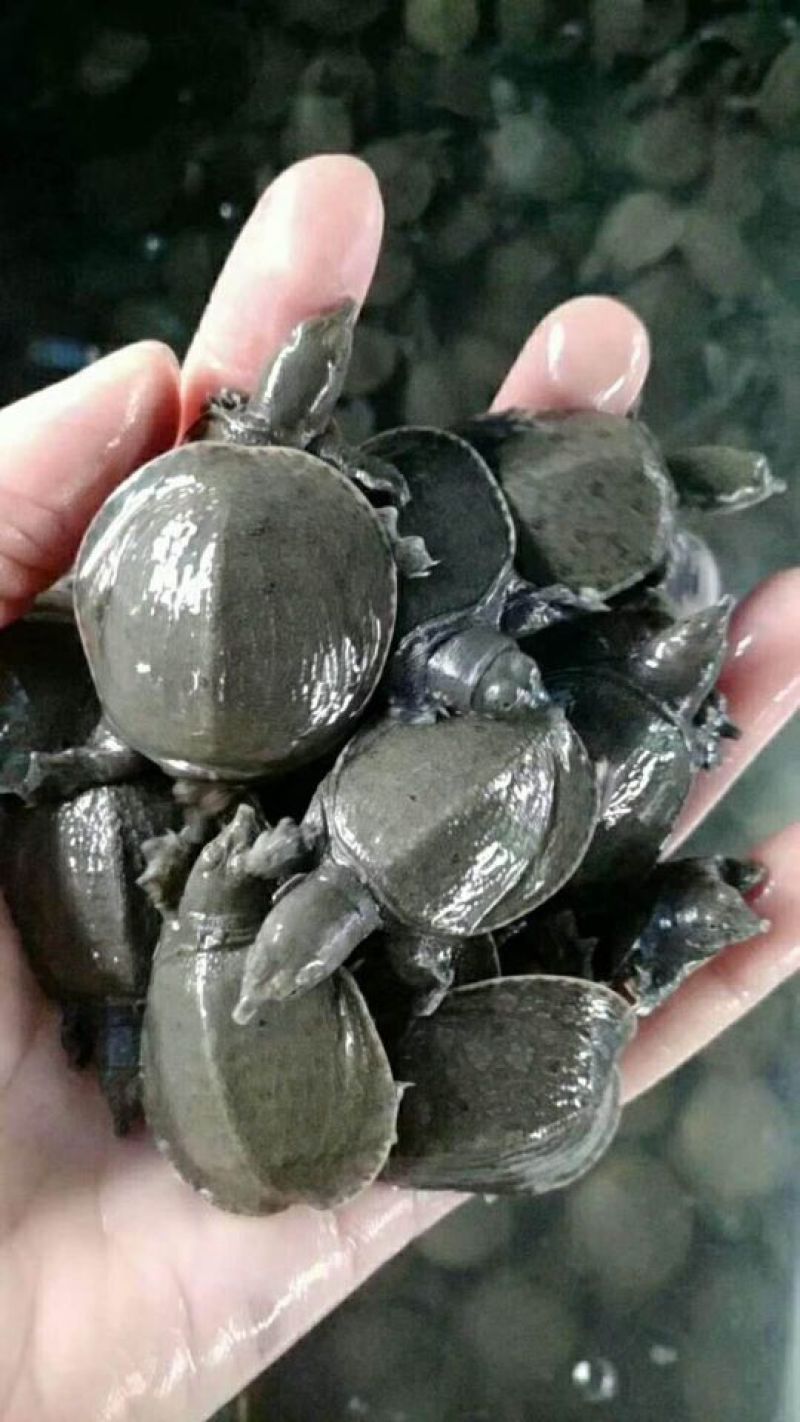 生态甲鱼苗