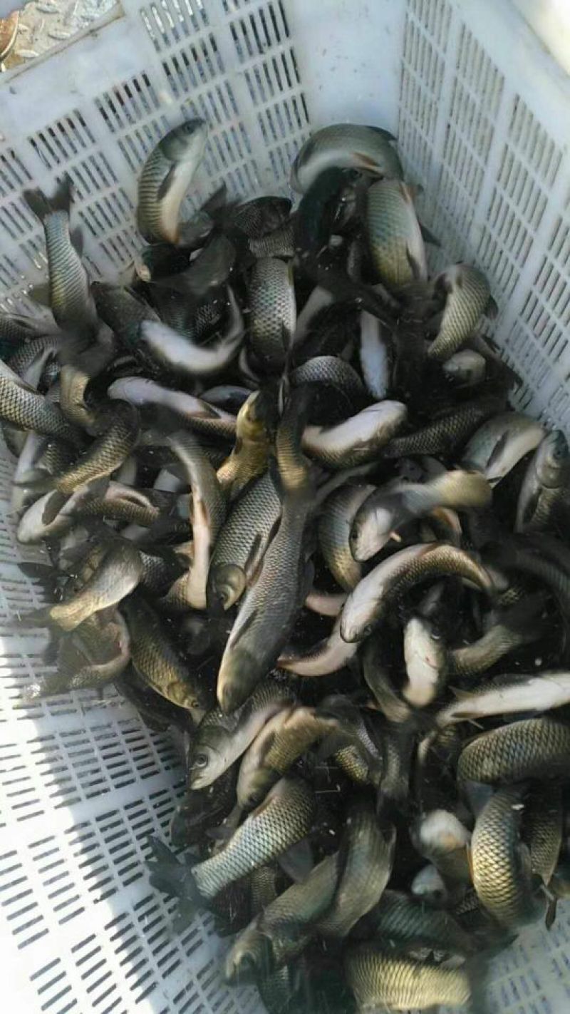 草鱼苗