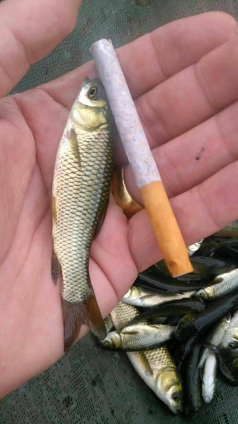 草鱼苗