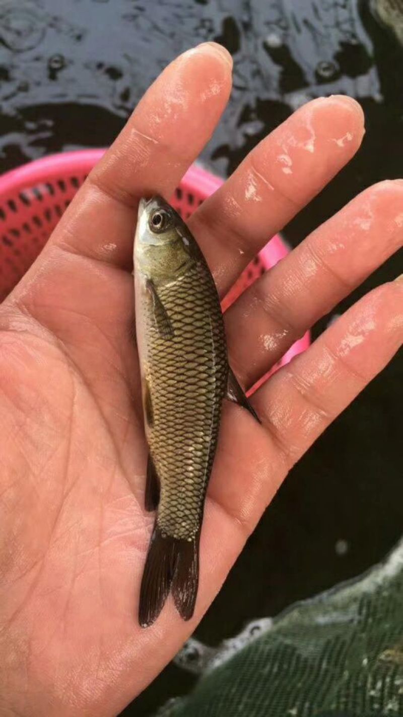 草鱼苗