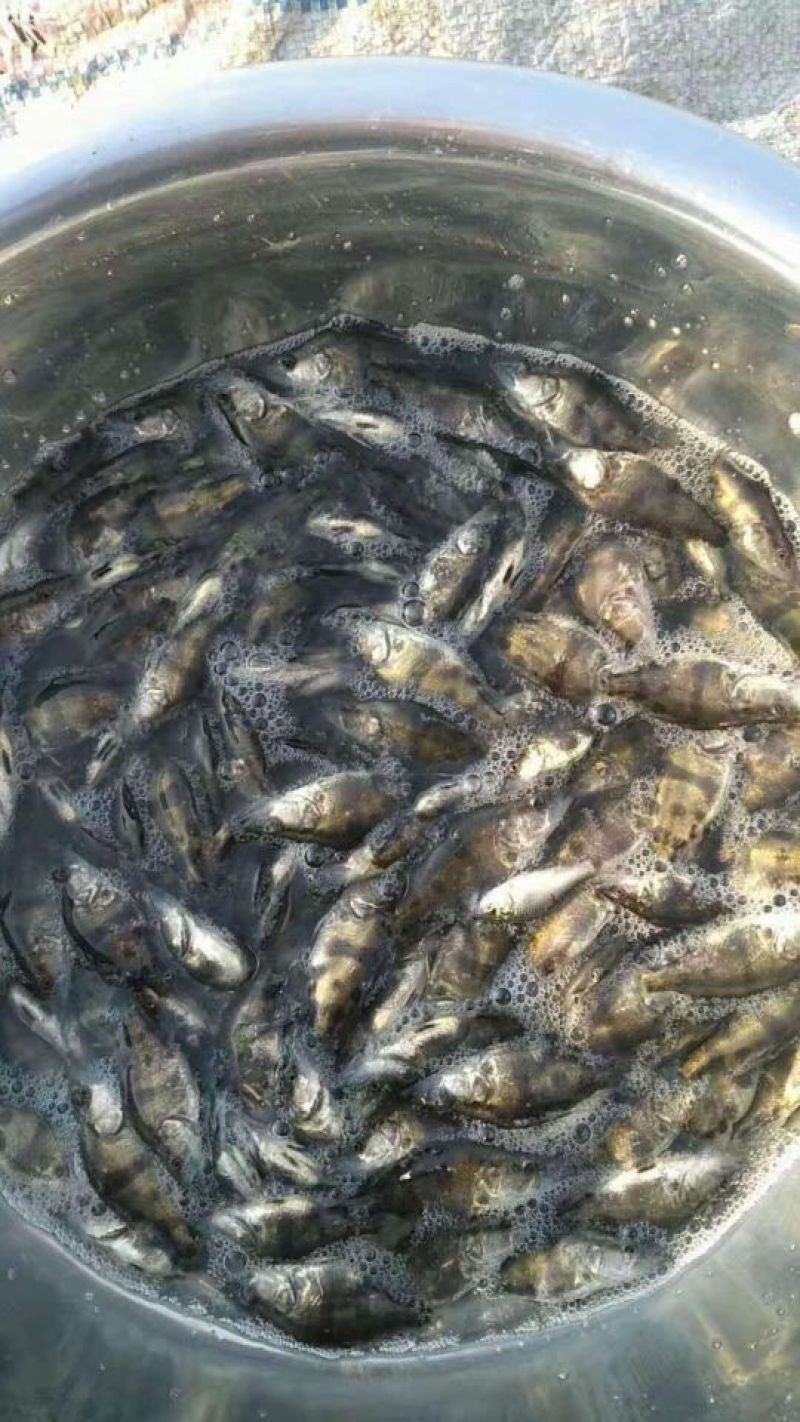 桂花鱼苗