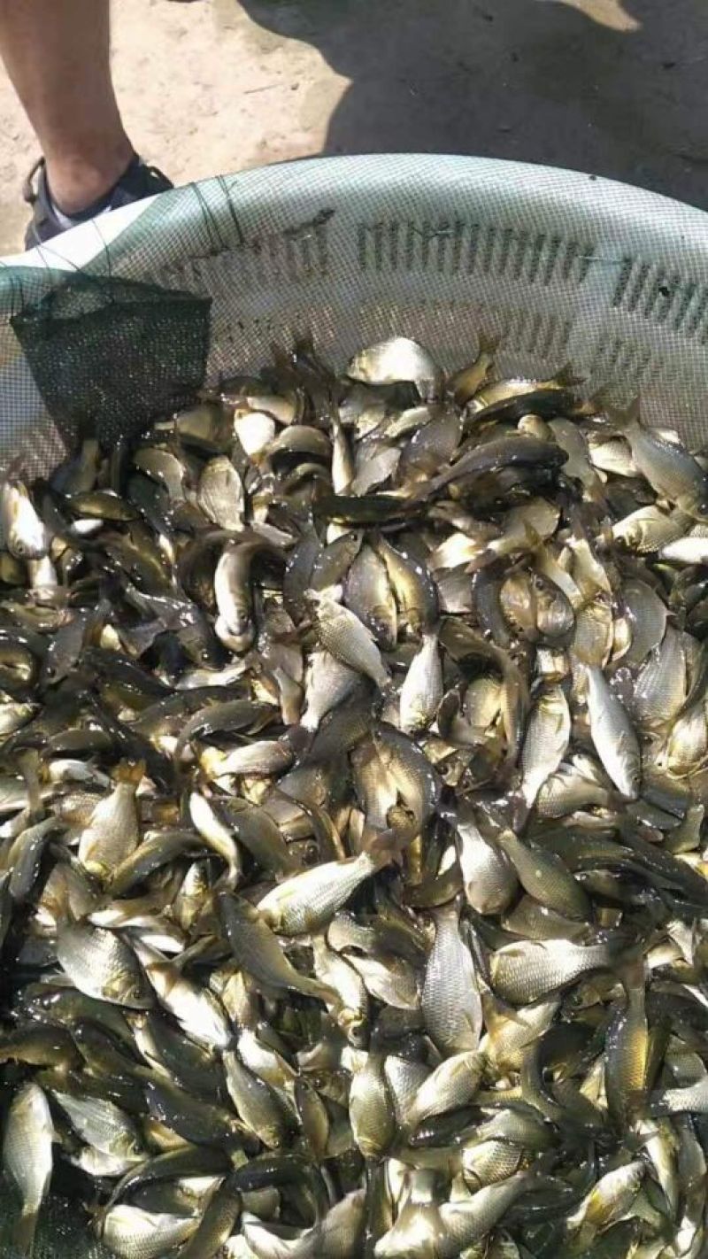 鲫鱼苗