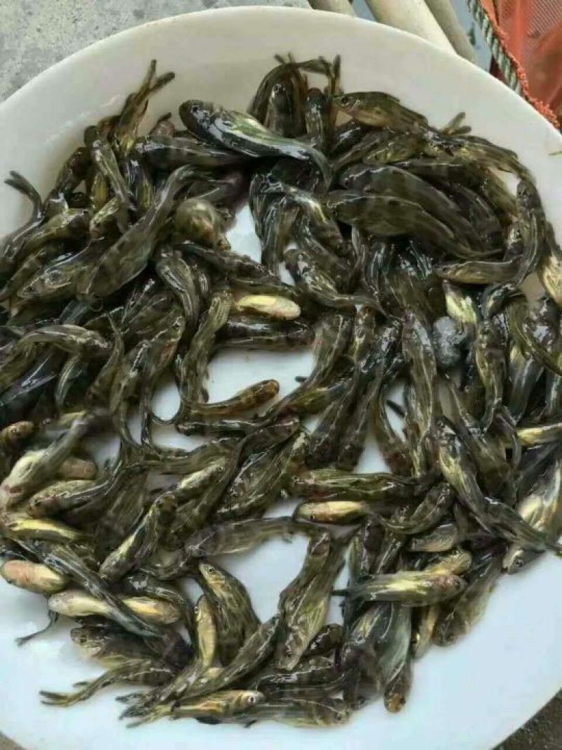 黄颡鱼苗