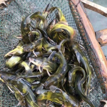黄颡鱼苗