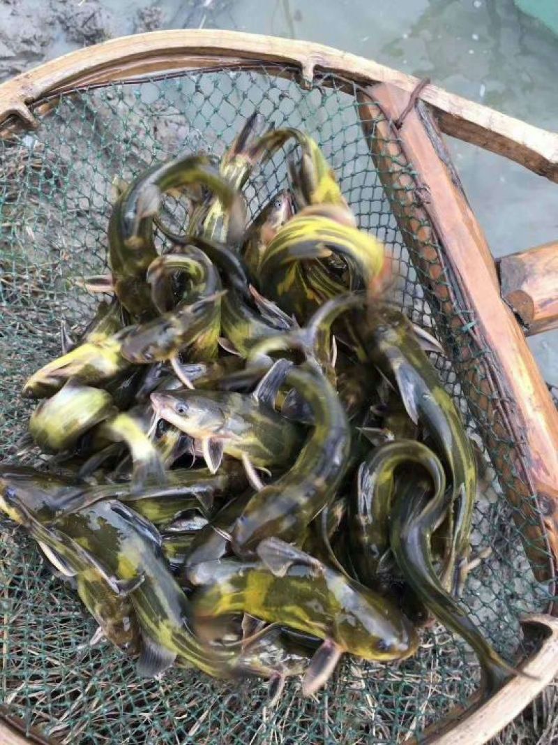黄颡鱼苗