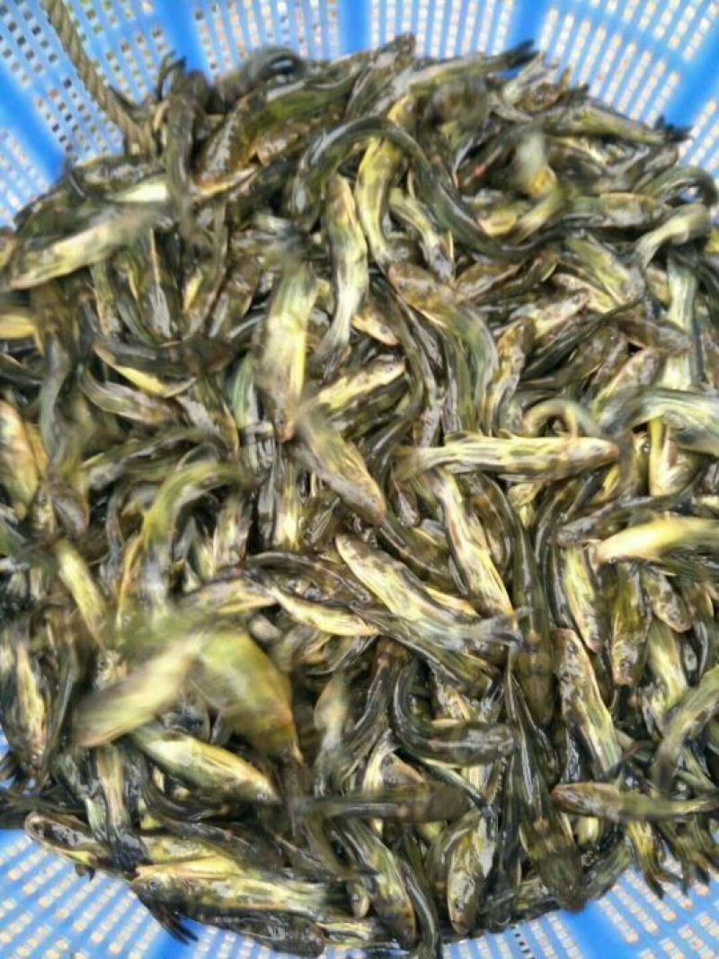 黄颡鱼苗