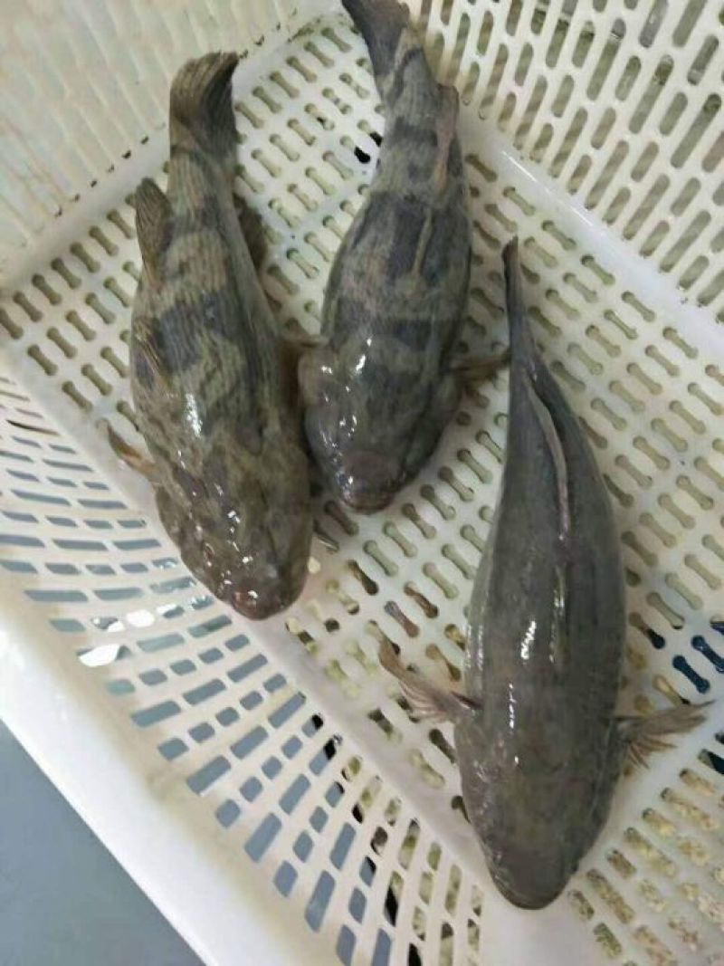 沙鳢鱼苗