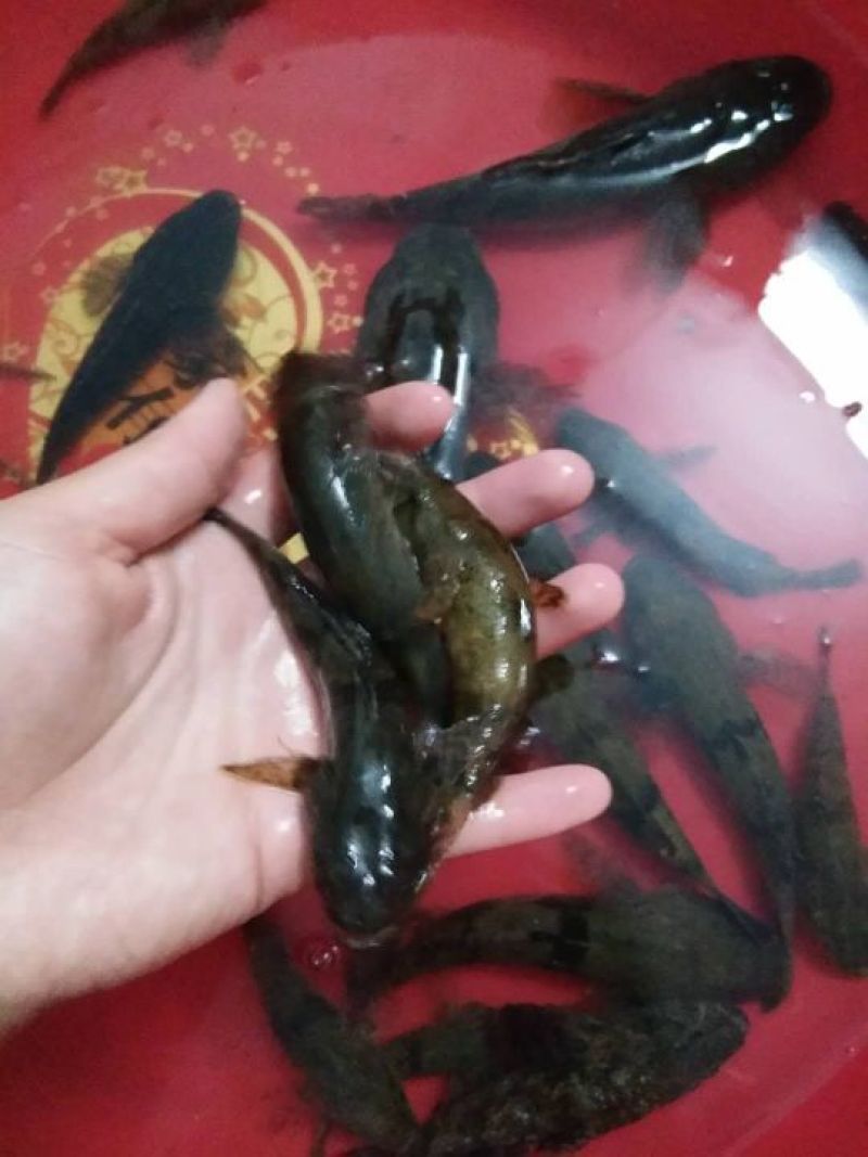 沙鳢鱼苗