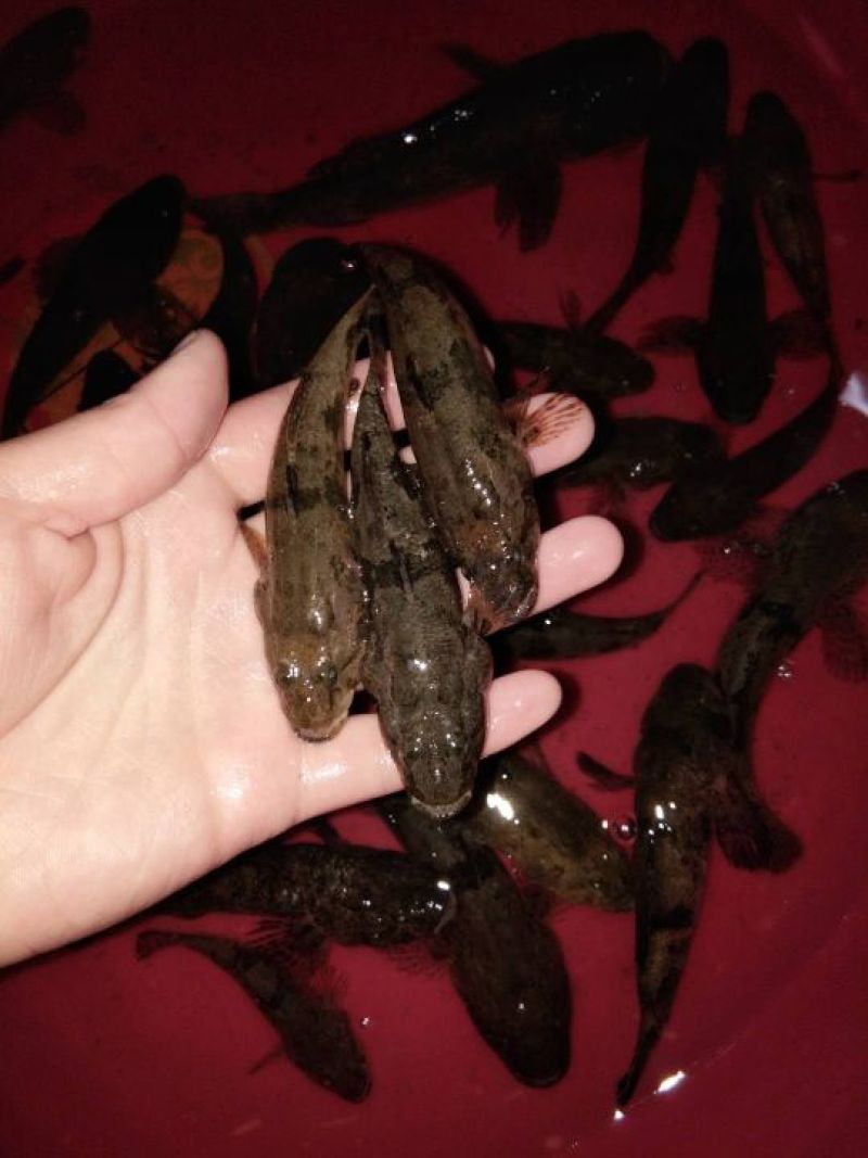 沙鳢鱼苗