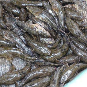 沙鳢鱼苗