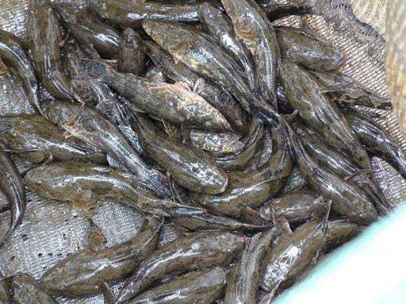 沙鳢鱼苗