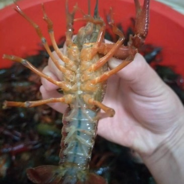 龙虾苗