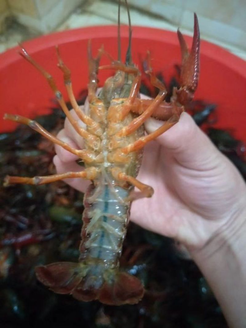 龙虾苗