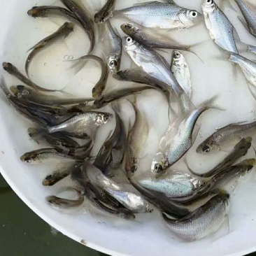 鳊鱼苗