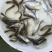 鳊鱼苗