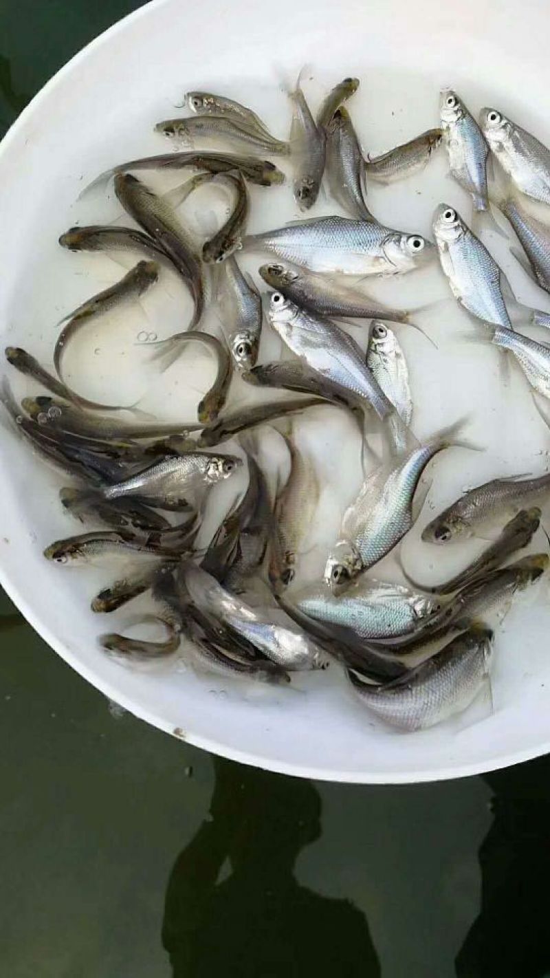 鳊鱼苗