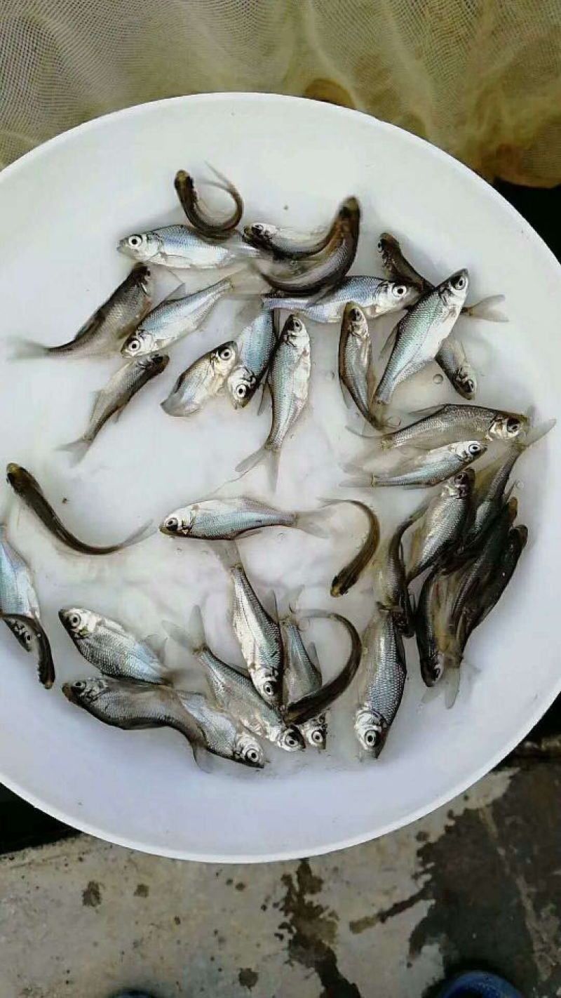鳊鱼苗