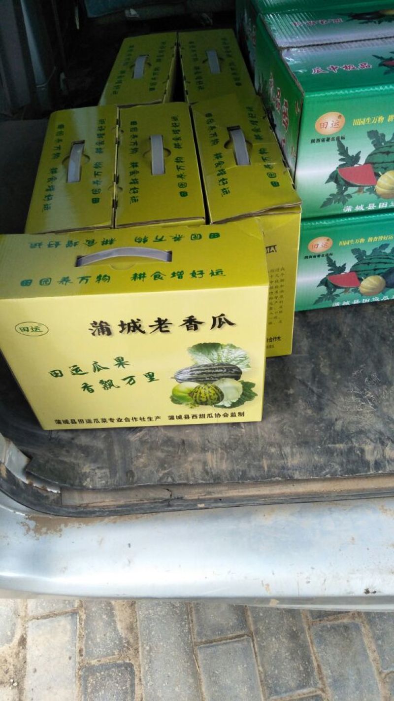 吊蓝甜瓜