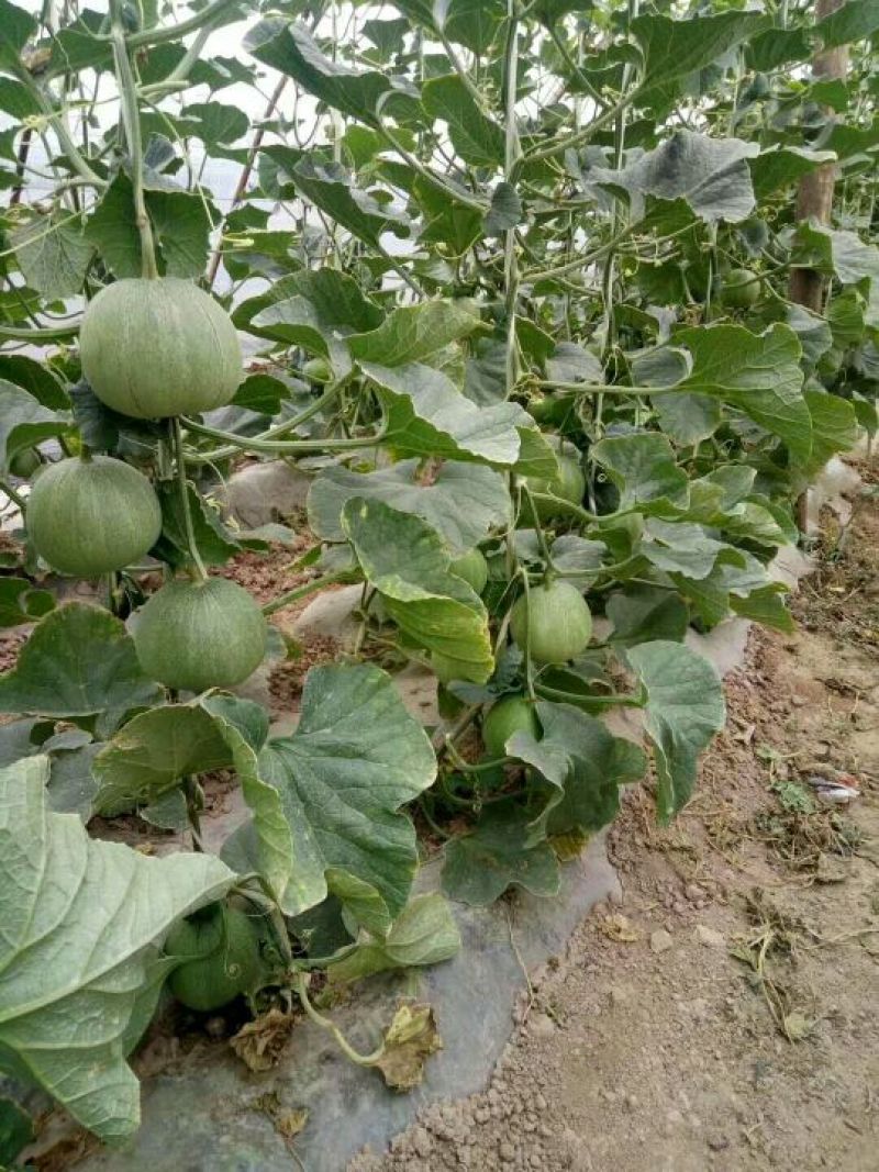 吊蓝甜瓜