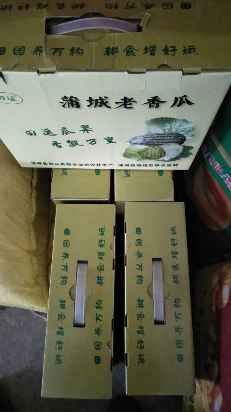 吊蓝甜瓜