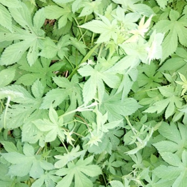 葎草