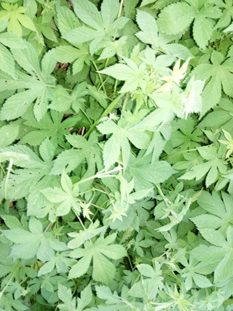 葎草