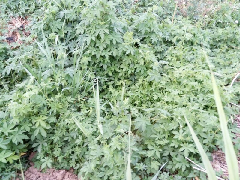 葎草